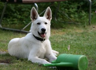 Gli animali domestici e loro normativa 1327 0 Gli animali domestici